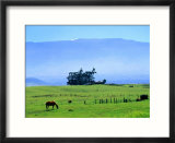 Horses Grazing Beneath the Towering Mauna Kea on Pastoral Parker Ranch at Waimea  Hawaii  USA