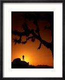 Hiker in Silhouette in the Joshua Tree National Park  California  USA