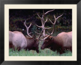 Elk (Cervus Alphus)  Jasper National Park  Alberta  Canada