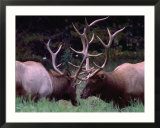 Elk (Cervus Alphus)  Jasper National Park  Alberta  Canada