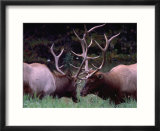 Elk (Cervus Alphus)  Jasper National Park  Alberta  Canada