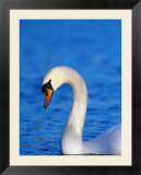 Mute Swan Or White Swan (Cygnus Olor)  United Kingdom
