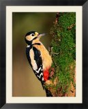 Male Great Spotted Woodpecker (Dendrocopos Major)  United Kingdom