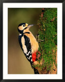 Male Great Spotted Woodpecker (Dendrocopos Major)  United Kingdom