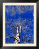 Birch Trees Covered in Frost  Finland