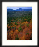 Trees with Cradle Mountain in Distance  Lake St Clair National Park  Tasmania  Australia