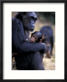 Female Chimpanzee Cradles Newborn Chimp  Gombe National Park  Tanzania