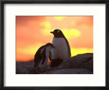 Gentoo Penguin and Chick  Antarctica