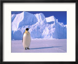 Emperor Penguins  Cape Darnley  Australian Antarctic Territory  Antarctica
