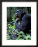 Female Chimpanzee Yawning  Gombe National Park  Tanzania