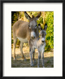 Mother and Baby Donkeys on Salt Cay Island  Turks and Caicos  Caribbean