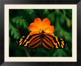 Large Tiger Butterfly (Lycorea cleobaea) resting on a flower  Costa Rica