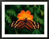 Large Tiger Butterfly (Lycorea cleobaea) resting on a flower  Costa Rica