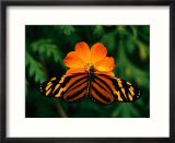 Large Tiger Butterfly (Lycorea cleobaea) resting on a flower  Costa Rica