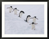 Group of Adelie Penguins at Steep Face of an Iceberg  Antarctic Peninsula