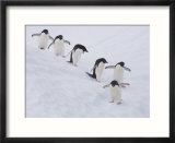 Group of Adelie Penguins at Steep Face of an Iceberg  Antarctic Peninsula