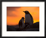 Gentoo Penguins Silhouetted at Sunset on Petermann Island  Antarctic Peninsula