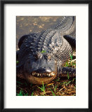 Alligator