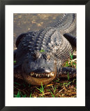 Alligator
