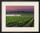 Sunrise in Distant Fog  Carnaros  Napa Valley  California  USA