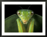 Praying Mantis  Barro Colorado Island  Panama