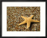Glass Beach with Star Fish  Kauai  Hawaii  USA