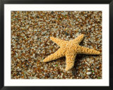 Glass Beach with Star Fish  Kauai  Hawaii  USA