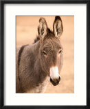 Philmont Scout Ranch Museum Burro  Cimarron  New Mexico  USA