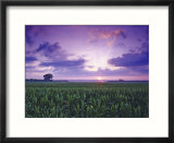 Sunrise over Field Corn  Hermann  Missouri  USA