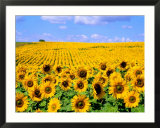 Wild Colors of Sunflowers  Jamestown  North Dakota  USA
