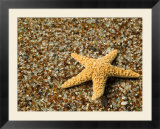 Glass Beach with Star Fish  Kauai  Hawaii  USA