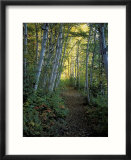 White Birch and Yellow Leaves in the White Mountains  New Hampshire  USA