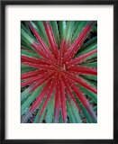 Cactus Detail  Chrstoffel National Park  Curacao  Caribbean