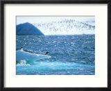 Adelie Penguin Strolls across Rocky Beach  Antarctic Peninsula