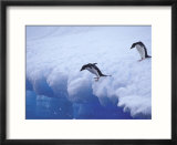 Adelie Penguins Dive from an Iceberg  Antarctica