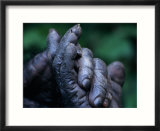 Male Chimpanzee Clasps His Foot  Gombe National Park  Tanzania