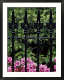 Wrought Iron Gate with Azaleas  Charleston  South Carolina  USA