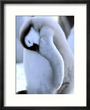 Emperor Penguins  Atka Bay  Weddell Sea  Antarctic Peninsula  Antarctica