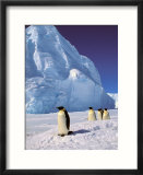 Emperor Penguins  Cape Darnley  Australian Antarctic Territory  Antarctica