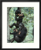 Jane Goodall Institute  Chimpanzees  Gombe National Park  Tanzania