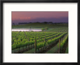 Sunrise on the Fog Behind Vineyard in Napa Valley  California  USA