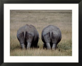 White Rhinos in African Plain  Kenya