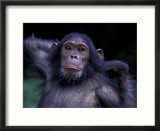 Female Chimpanzee Stretching  Gombe National Park  Tanzania