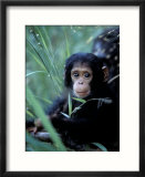 Infant Chimpanzee  Gombe National Park  Tanzania