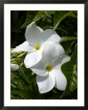 White Flowers on Palm Beach  Aruba