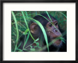 Female Chimpanzee Rolls the Leaves of a Plant  Gombe National Park  Tanzania