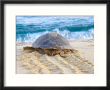 Loggerhead Turtle  Nagata  Kagoshima  Yakushima  Japan