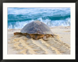 Loggerhead Turtle  Nagata  Kagoshima  Yakushima  Japan
