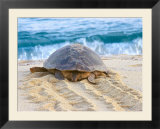 Loggerhead Turtle  Nagata  Kagoshima  Yakushima  Japan