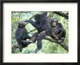 Male Chimpanzee Grooms His Brother  Gombe National Park  Tanzania